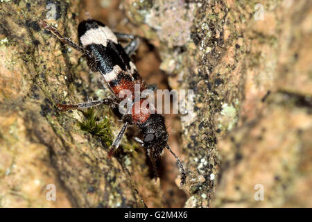 Ameise Käfer (Thanasimus Formicarius). Schwarz / weiß Insekt in der Familie Cleridae, Jagd auf Baum im britischen woodland Stockfoto