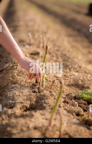 Spargel geerntet am South Brockwells Farm, wenig Horsted, in der Nähe von Uckfield, East Sussex, UK. Stockfoto