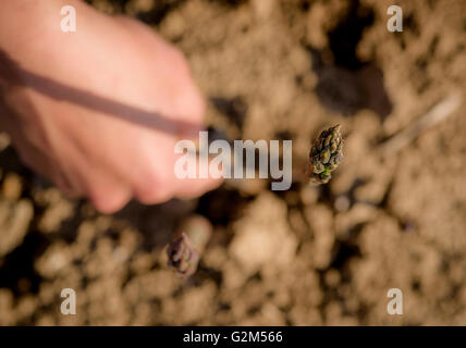 Spargel geerntet am South Brockwells Farm, wenig Horsted, in der Nähe von Uckfield, East Sussex, UK. Stockfoto