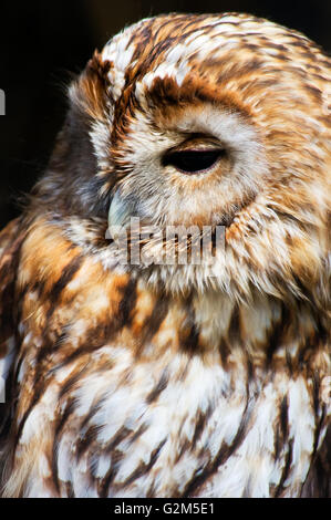 Eurasische Waldkauz - Strix aluco Stockfoto