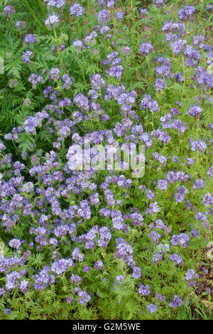 Phacelia tanacetifolia. Fiddleneck Stockfoto