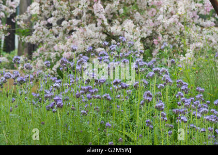 Phacelia tanacetifolia. Fiddleneck Stockfoto