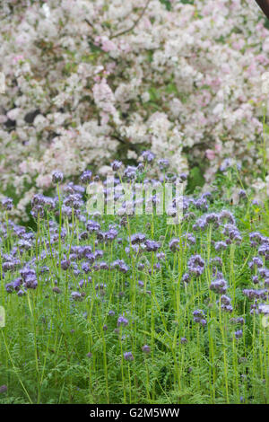 Phacelia tanacetifolia. Fiddleneck Stockfoto