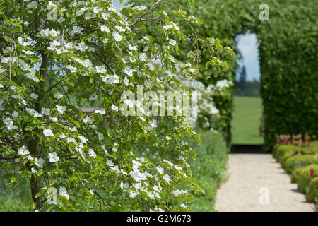 Cornus Kousa chinensis. Die Blütezeit der Chinesischen Hartriegelbaum in Broughton Grange Gardens, Oxfordshire, England Stockfoto