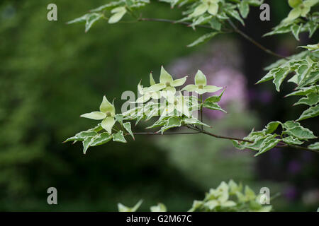 Cornus Kousa "Samariter". Samariter chinesischen Hartriegel Baum in Blüte Stockfoto