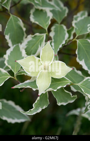 Cornus Kousa "Samariter". Samariter chinesischen Hartriegel Baum in Blüte Stockfoto