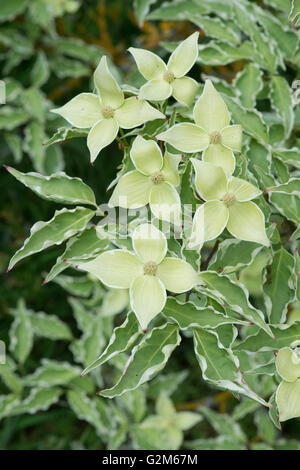 Cornus Kousa "Samariter". Samariter chinesischen Hartriegel Baum in Blüte Stockfoto