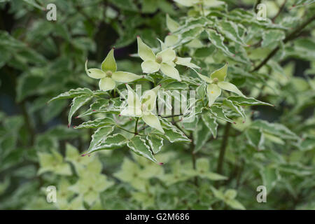 Cornus Kousa "Samariter". Samariter chinesischen Hartriegel Baum in Blüte Stockfoto