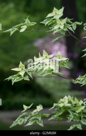 Cornus Kousa "Samariter". Samariter chinesischen Hartriegel Baum in Blüte Stockfoto