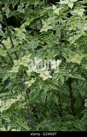 Cornus Kousa "Samariter". Samariter chinesischen Hartriegel Baum in Blüte Stockfoto