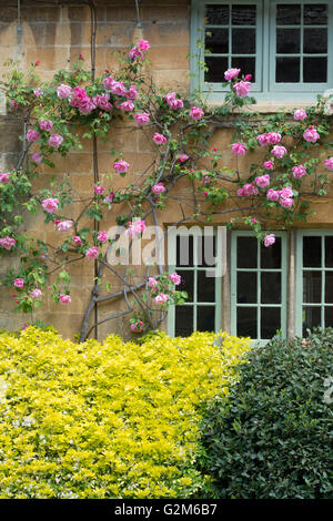 Cotswold Steinhütte Fenster mit rosa Rosen umgeben. Stanton, Cotswolds, Gloucestershire, England Stockfoto