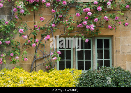 Cotswold Steinhütte Fenster mit rosa Rosen umgeben. Stanton, Cotswolds, Gloucestershire, England Stockfoto