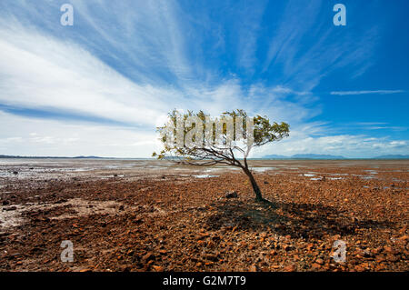 Ein einsamer Mangroven an der tropischen Küste von Queensland. Stockfoto