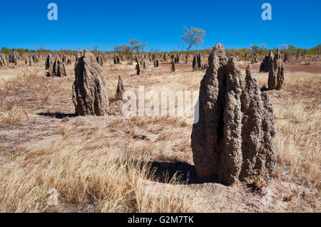 Termite Mounds neben dem Savannah Way im tropischen Norden Australiens. Stockfoto