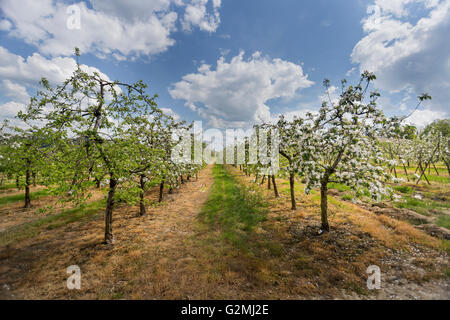 Weiß blühende Apfelbäume im Frühling Stockfoto