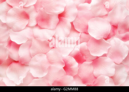 Schöne zarte rosa Rosenblüte Hintergrundtextur Stockfoto