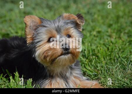 Yorkie Welpen-Portrait Stockfoto