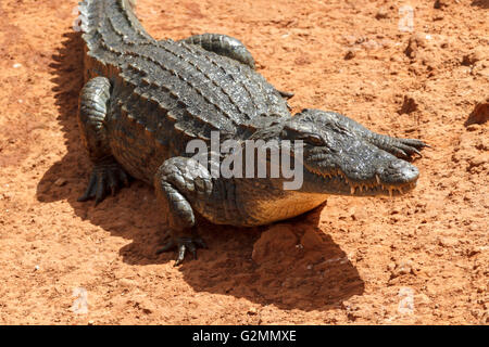 Alligator wartend in der heißen Sonne Afrikas. Stockfoto