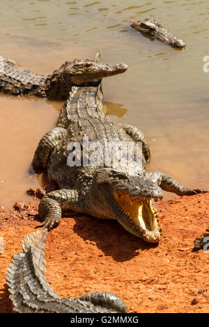 Alligatoren warten in der heißen Sonne Afrikas am Rand Wassers. Stockfoto