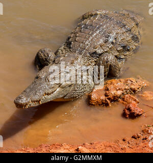 Alligator wartend in der heißen Sonne Afrikas am Rand Wassers. Stockfoto