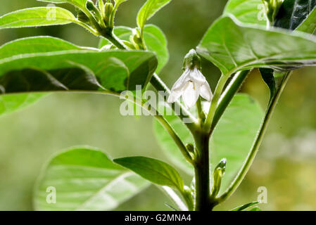 Einzelne Nahaufnahme einer weißen Krakatoa Chili Blume (Capsicum Annuum) umgeben von grünem Chili lässt Stockfoto