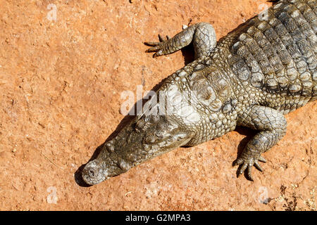 Alligator von oben in der heißen Sonne Afrikas. Stockfoto