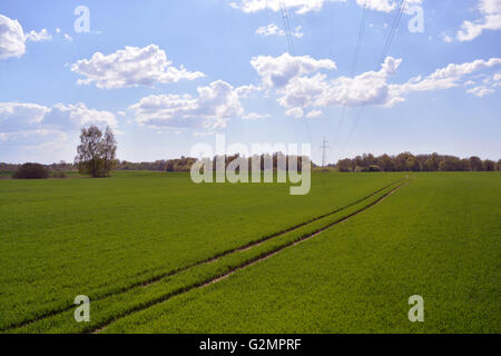 Frühlingslandschaft - Feld mit jungen Weizen und Traktor-tracks Stockfoto