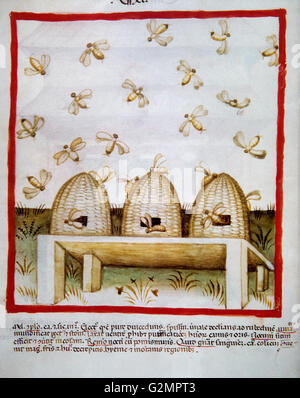Tacuinum Sanitatis. 14. Jahrhundert. Mittelalterliche Handbuch der Gesundheit. Honig. Folio 94v.