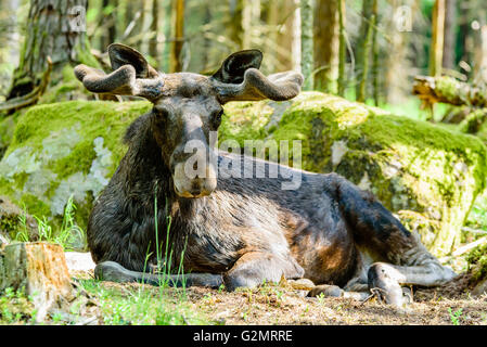 Elch (Alces Alces), hier ein Stier mit neuen und frischen Geweih wächst unter dem samt ruht vor einem Granitblock ich Stockfoto