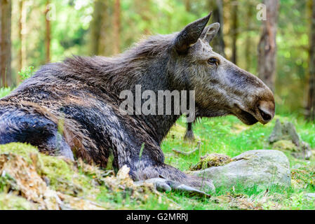 Elch (Alces Alces), hier eine Kuh von der Seite gesehen ruht auf dem Waldboden. Stockfoto