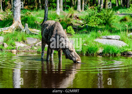 Elch (Alces Alces), hier ist eine Kuh gesehen Trinkwasser aus einem Süßwassersee mit Wald im Hintergrund. Stockfoto