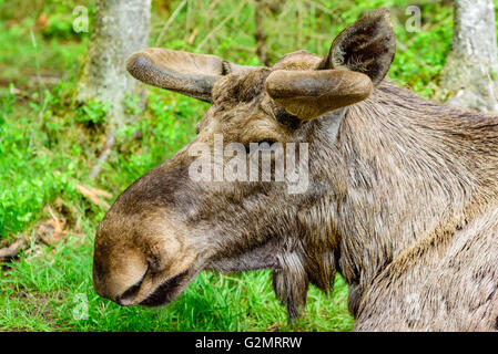 Elch (Alces Alces), hier ein Portrait eines Erwachsenen Bullen von der Seite gesehen. Neue und frische Geweihe wachsen jedes Jahr unter die weiche ve Stockfoto