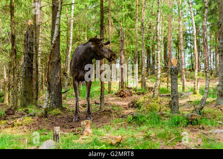 Elch (Alces Alces), steht hier ein Erwachsenen Bullen mit frischen wachsende Geweih unter weichem samt in den Wald. Stockfoto