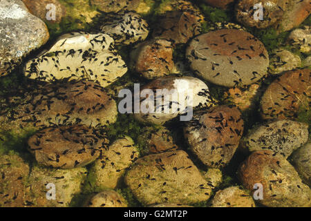 Bergmolch (Triturus Alpestris) Kaulquappen im Gartenteich, Allgäu, Bayern, Deutschland Stockfoto