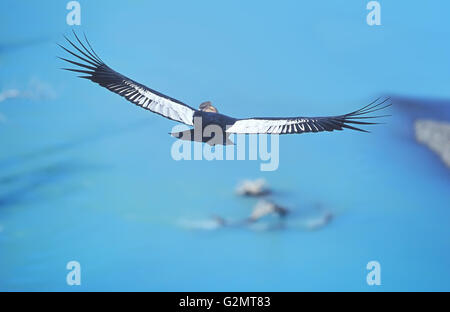 Andenkondor (Vultur gryphus) im Flug, Torres del Paine Nationalpark, Patagonien, Chile Stockfoto