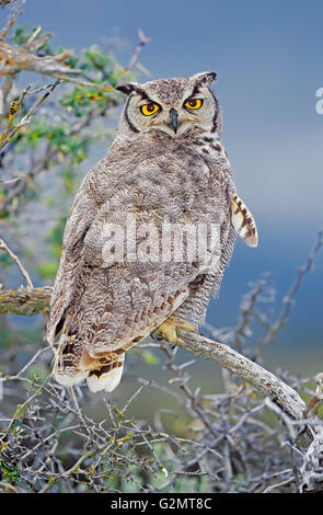 Magellanschen horned Owl (Bubo Magellanicus) sitzt auf einem Baum, Torres del Paine Nationalpark, Patagonien, Chile Stockfoto