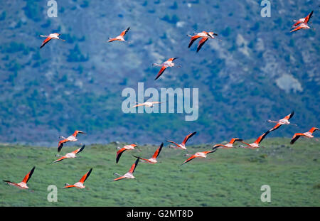 Chilenische Flamingos (phoenicopterus sp.) im Flug, Torres del Paine Nationalpark, Patagonien, Chile Stockfoto