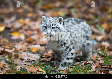 Schneeleopard (Uncia Uncia) Cub, gefangen Stockfoto