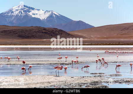 Laguna Hedionda mit Jamess Flamingos (Phoenicoparrus Jamesi) im seichten Wasser, in der Nähe von Uyuni Lipez, Bolivien Stockfoto