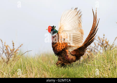 Fasan (Phasianus Colchicus) mit den Flügeln an das Flattern springen, Balz, Texel, Nordholland Stockfoto