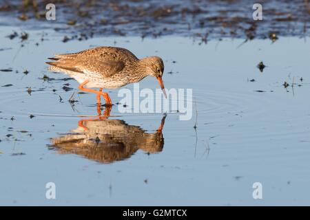 Gemeinsamen Rotschenkel (Tringa Totanus) waten im Wasser, Futter, Texel, Nordholland, Niederlande Stockfoto