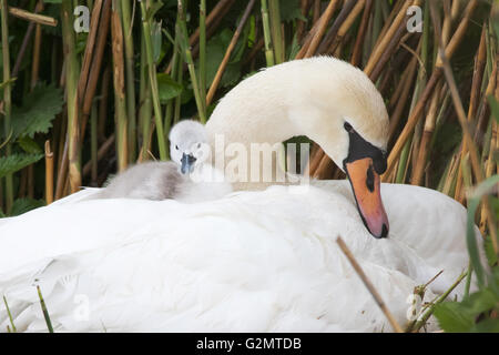 Höckerschwan (Cygnus Olor), Küken sitzen im Gefieder auf Rücken, Hessen, Deutschland Stockfoto