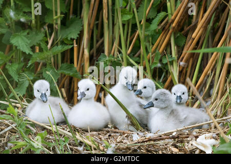 Sechs Höckerschwan (Cygnus Olor) Küken im Nest, Hessen, Deutschland Stockfoto