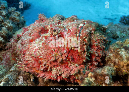 Echter Steinfisch (Synanceia verzweigt), getarnt unter Korallen, Pazifik, Cairns, Great Barrier Reef, Queensland Stockfoto