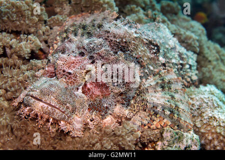 Bärtige Drachenköpfe (Scorpaenopsis Barbata), getarnt unter Korallen, Pazifik, Cairns, Great Barrier Reef, Queensland Stockfoto