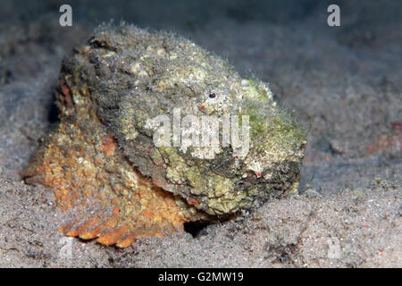 Echter Steinfisch (Synanceia verzweigt), getarnt gegen Korallen, Pazifik, Cairns, Great Barrier Reef, Queensland Stockfoto