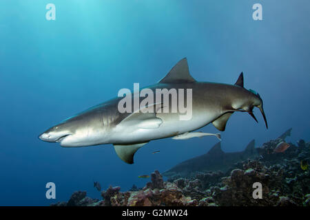 Sicklefin Zitrone Hai (Negaprion Acutidens) über dem Korallenriff, Great Barrier Reef, Queensland, Cairns, Pazifischen Ozean schwimmen Stockfoto