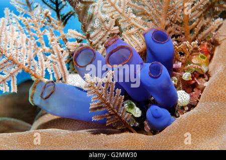 Blau Club Manteltier (Rhopalaea Crassa) und Brennnesselpflanzen Hydroid (Aglaophenia Cupressina), Great Barrier Reef, Queensland, Cairns Stockfoto