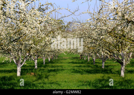 Blühende Kirsche (Prunus SP.) Bäume im Frühling, Obstgarten, Ortenau, Nordschwarzwald, Baden-Württemberg, Deutschland Stockfoto