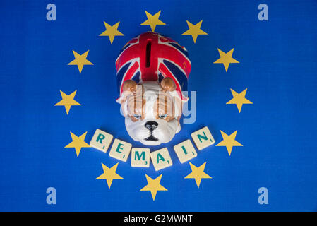 Britische Bulldogge sitzt in Sternen der Europäischen Union mit bleiben unten dargelegt Stockfoto